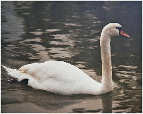 picture of a swan
